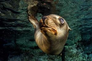 cachorro leão-marinho debaixo d'água olhando para você foto
