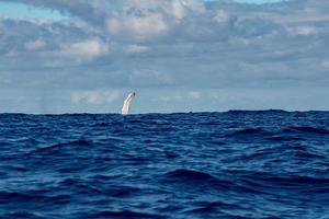 barbatana de baleia jubarte em moorea polinésia francesa foto