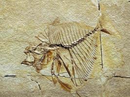 mene thombeus peixe fossilizado em pedra foto