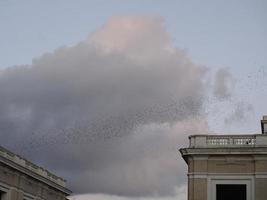 grande bando de pássaros estorninhos voando em roma ao pôr do sol foto