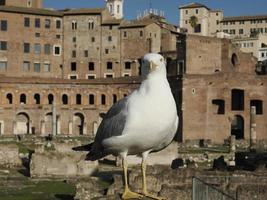 retrato de gaivota em fóruns imperiais fori imperiali roma edifícios na passarela foto