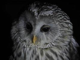 portait de coruja strix uralensis isolado em preto foto