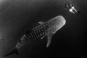 tubarão-baleia debaixo d'água se aproximando de um mergulhador no mar azul profundo semelhante ao ataque, mas inofensivo foto