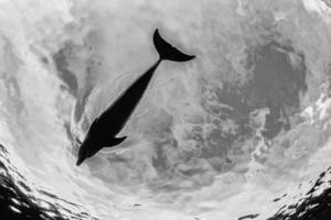 golfinho debaixo d'água no fundo do céu foto