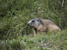 marmota fora do retrato do ninho foto