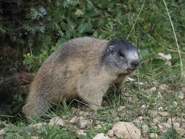 marmota fora do retrato do ninho foto