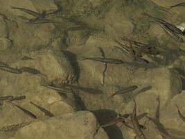 recém-nascido pesca truta em um lago debaixo d'água foto