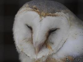 coruja noturna feche o retrato em uma falcoaria de treinamento foto