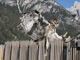 coruja voando em um campo de treinamento de falcoaria foto