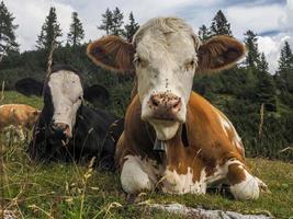 retrato de vaca olhando para você nas dolomitas foto