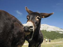 engraçado fechar retrato de burro foto