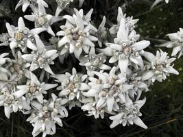 flor de estrela alpina edelweiss nas dolomitas foto