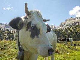 retrato de vaca olhando para você nas dolomitas foto