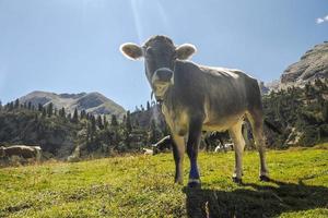 retrato de vaca olhando para você nas dolomitas foto