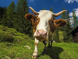 retrato de vaca olhando para você nas dolomitas foto