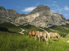 cavalos na grama no fundo das montanhas Dolomitas foto