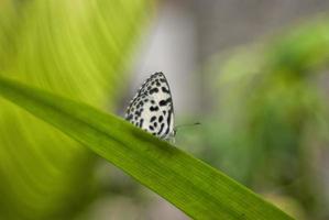 borboleta branca sentada de perfil em uma folha verde foto