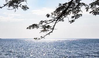 galhos de árvores pano de fundo mar horizonte modelo de design turismo férias foto
