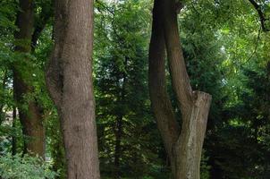 troncos de árvores, a beleza da natureza foto