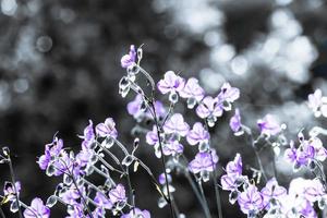 flor de flor turva e roxa no campo. lindo crescimento e flores no prado florescendo pela manhã, natureza de foco seletivo no fundo bokeh, estilo vintage foto