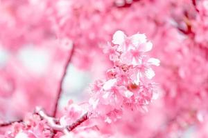 foco suave lindas flores de cerejeira rosa sakura com refrescante pela manhã no japão foto