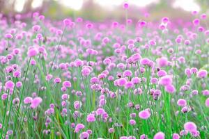 campos de flores silvestres turva, rosa. lindo crescendo e florescendo na natureza foto