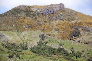 montanha da cidade de akaroa da nova zelândia em flor foto