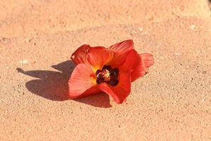 folhas caídas e flores em um parque da cidade em israel. foto