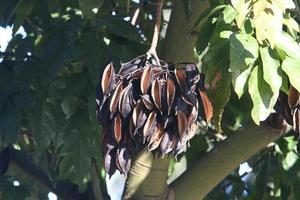 brachychiton cresce em um parque da cidade no norte de israel. foto