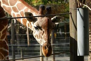 uma girafa vive em um zoológico em israel. foto