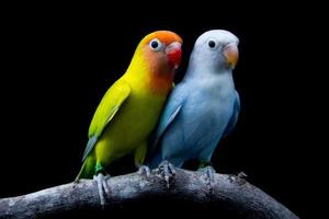 pombinhos, pombinhos voando, ame um pássaro, par de pássaros, pássaros bonitos do amor, pássaros coloridos. foto