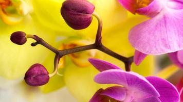 fundo de orquídea floral criativo, flores de orquídeas