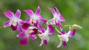 fundo de orquídea floral criativo, flores de orquídeas