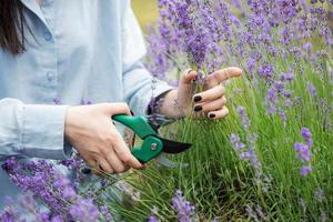 jovem cortando cachos de lavanda foto