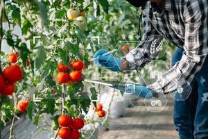 agricultor inteligente usando aplicativo por conceitos de tablet legumes e tomate em estufa. e ícone visual. agricultura inteligente foto