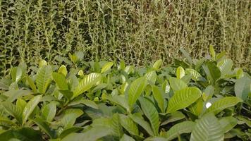 lindas folhas verdes frescas na universidade de dhaka em bangladesh. foto