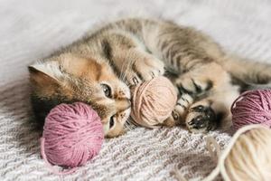 lindo gatinho hétero escocês brincando com novelos de lã foto