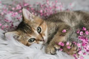 lindo gatinho reto escocês e flores cor de rosa em um cobertor branco. foto