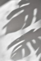 sombra das folhas de monstera em uma parede branca foto