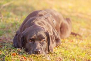 um cão labrador retriever preto está deitado na grama. labrador em uma caminhada. foto