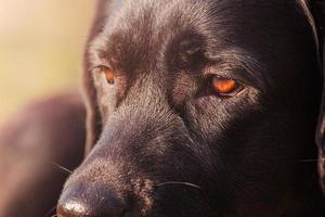 olhos castanhos de labrador em foco. a aparência de um cachorro preto. um animal de estimação, um animal. foto