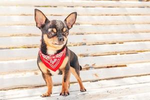 cão tricolor chihuahua em um banco branco. um chihuahua de estimação em uma bandana vermelha. foto