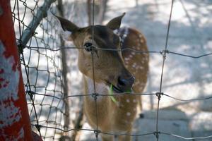 o cervo selvagem que está isolado na gaiola. aprisionado, crueldade animal, animais reservados foto