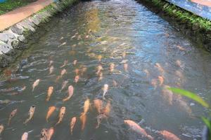 belo peixe koi na lagoa no jardim, peixes debaixo d'água, peixes carpas foto