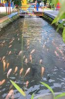 belo peixe koi na lagoa no jardim, peixes debaixo d'água, peixes carpas foto