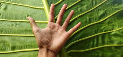 taro gigante de retrato ou folhas de alocasia macrorrhizos que são maiores que a mão de um adulto foto