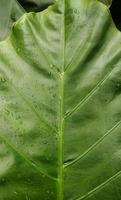 um retrato de um motivo de osso de folha de taro gigante ou alocasia macrorrhizos que é muito grande. esta planta prospera em climas tropicais foto