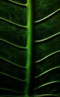 um retrato do motivo do osso da folha da alocasia macrorrhizos ou taro gigante, adequado como fundo natural foto