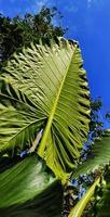 retrato de uma planta de taro gigante com o nome latino alocasia macrorrhizos contra um fundo de céu azul claro foto