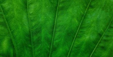 um motivo de folha de taro gigante com o nome latino alocasia macrorrhizos, é comumente usado para fundos naturais em smartphones foto